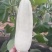 万亩博洋61特色甜瓜任你选购