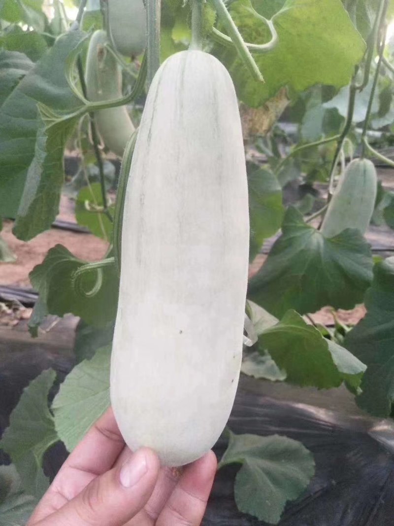 万亩博洋61特色甜瓜任你选购