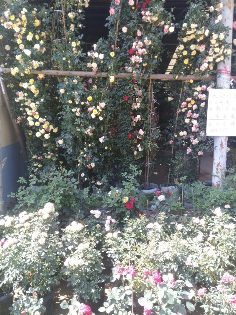 藤本月季