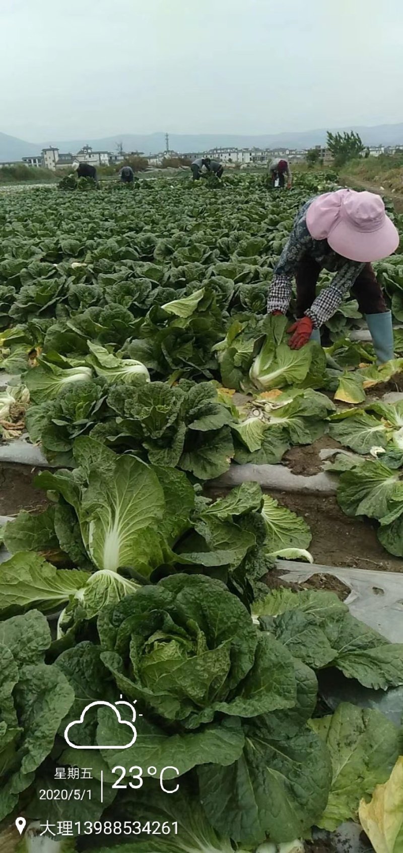 黄心大白菜云南大理大量提供大白菜