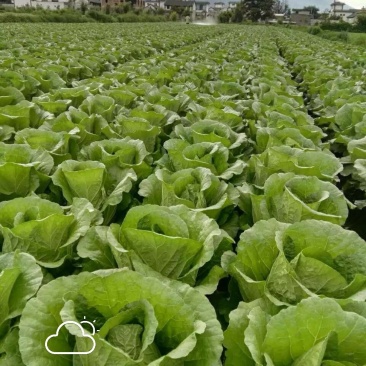 黄心大白菜云南大理大量提供大白菜