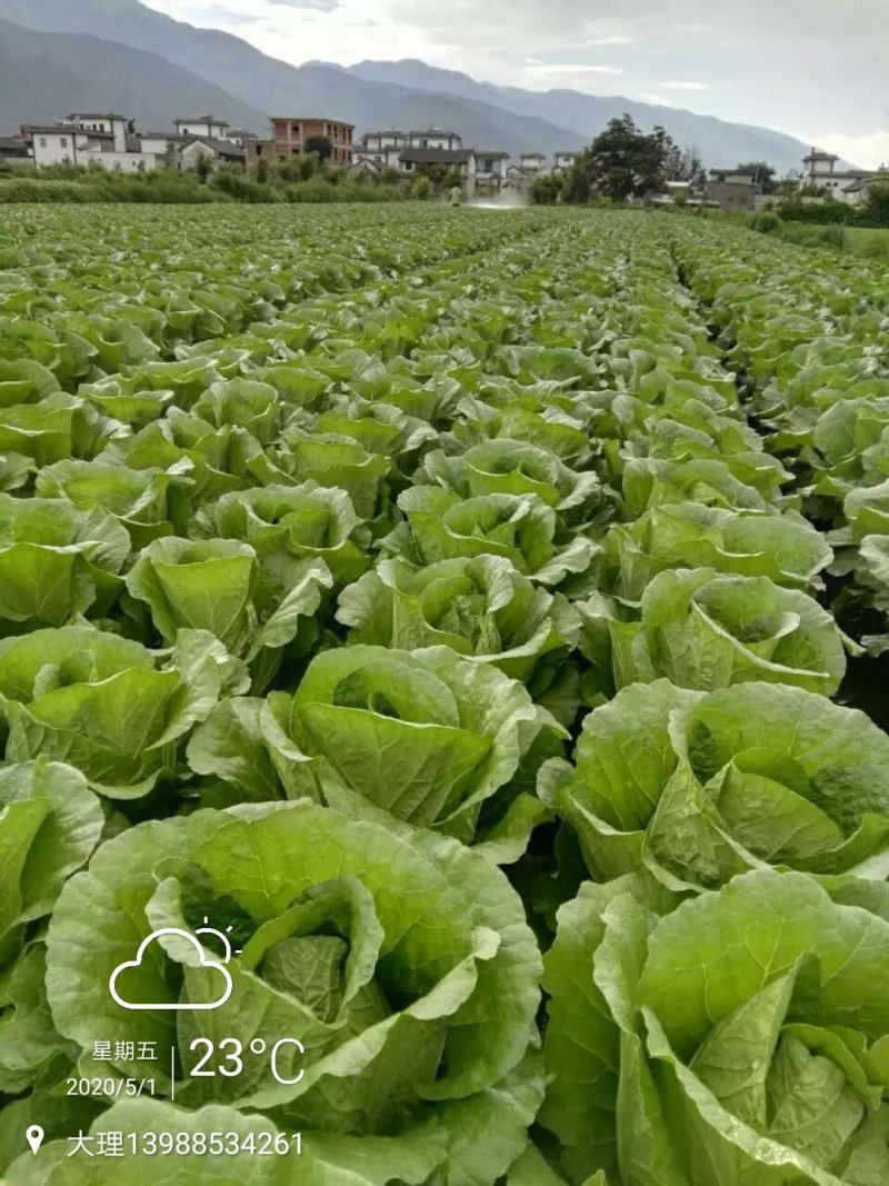 黄心大白菜云南大理大量提供大白菜