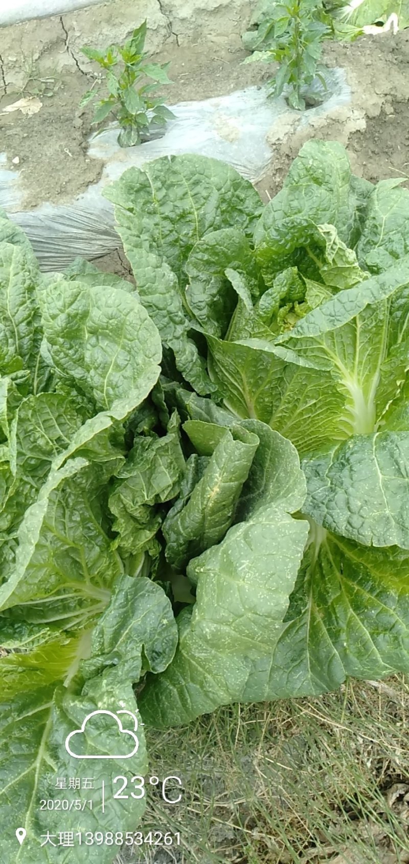 黄心大白菜云南大理大量提供大白菜