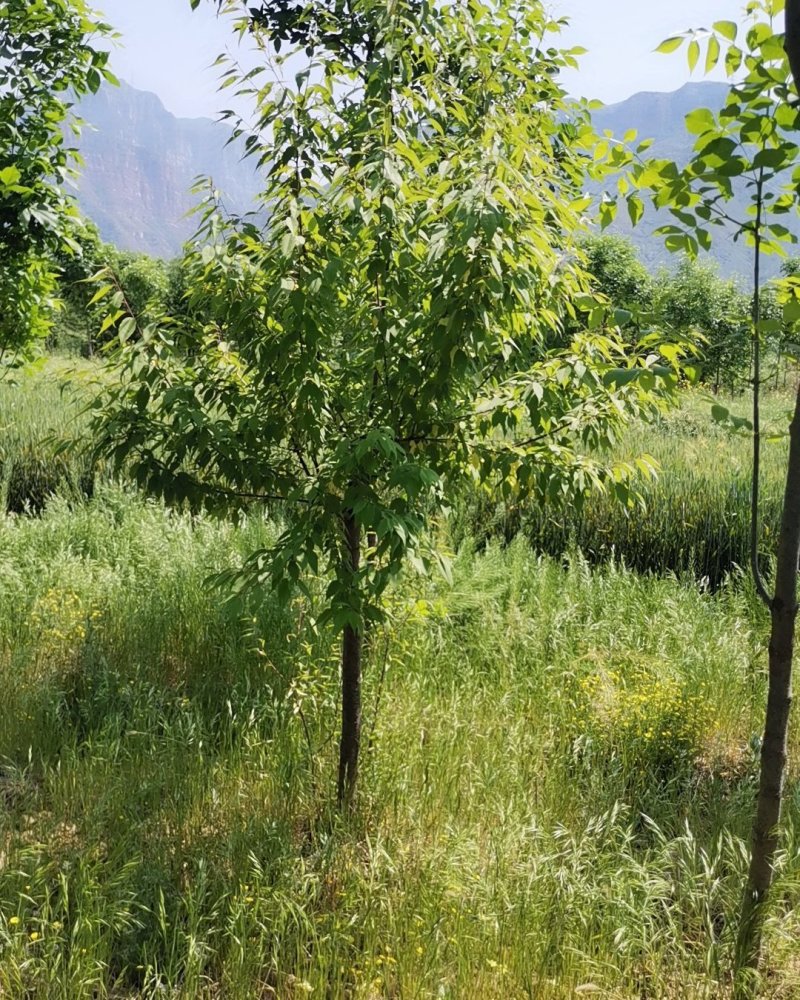 供应优质山桃三公分五公分六公分八公分十公分