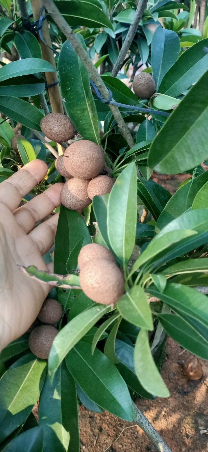 人心果苗，，带果发货，带原土球发货！！大苗小苗都有！！