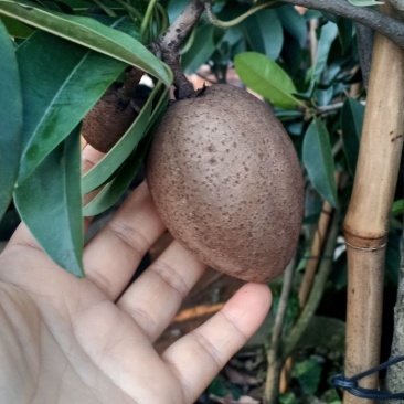 人心果苗，，带果发货，带原土球发货！！大苗小苗都有！！
