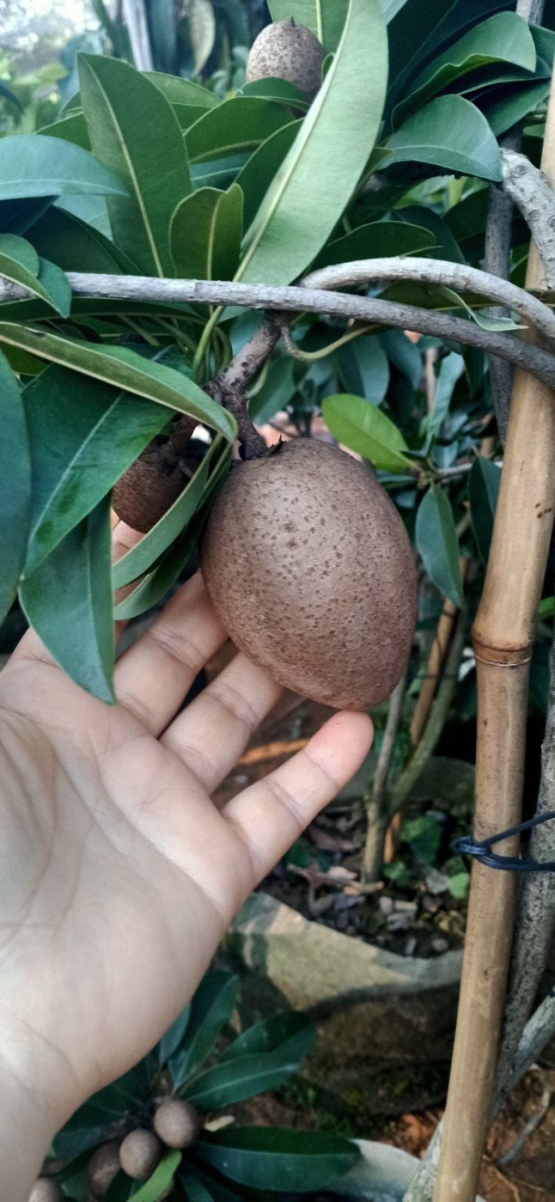 人心果苗，，带果发货，带原土球发货！！大苗小苗都有！！