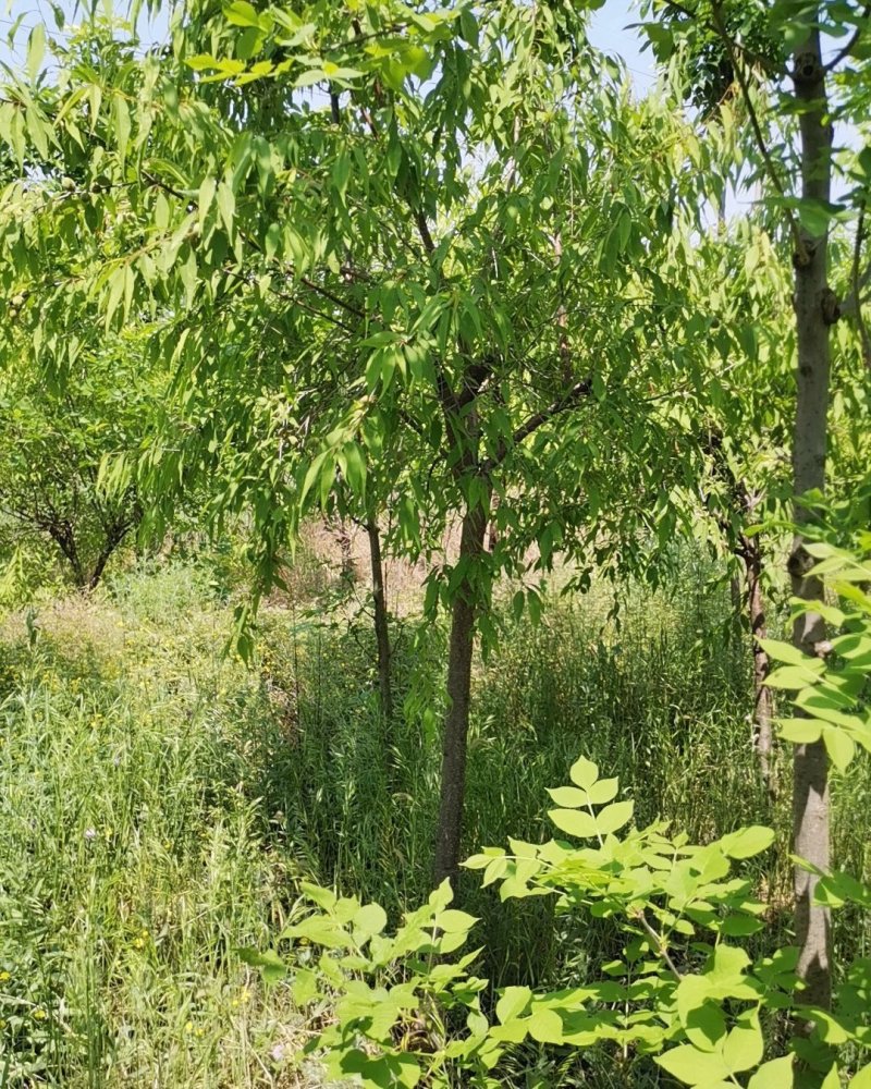 供应优质山桃三公分五公分六公分八公分十公分