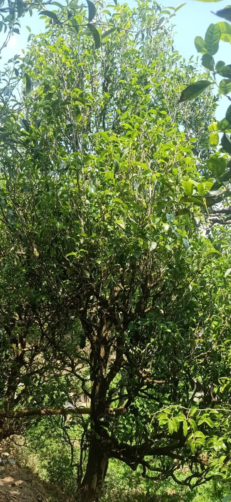 邦东纯手工古树普洱茶，古树採摘百年树龄纯料，无农药化肥。