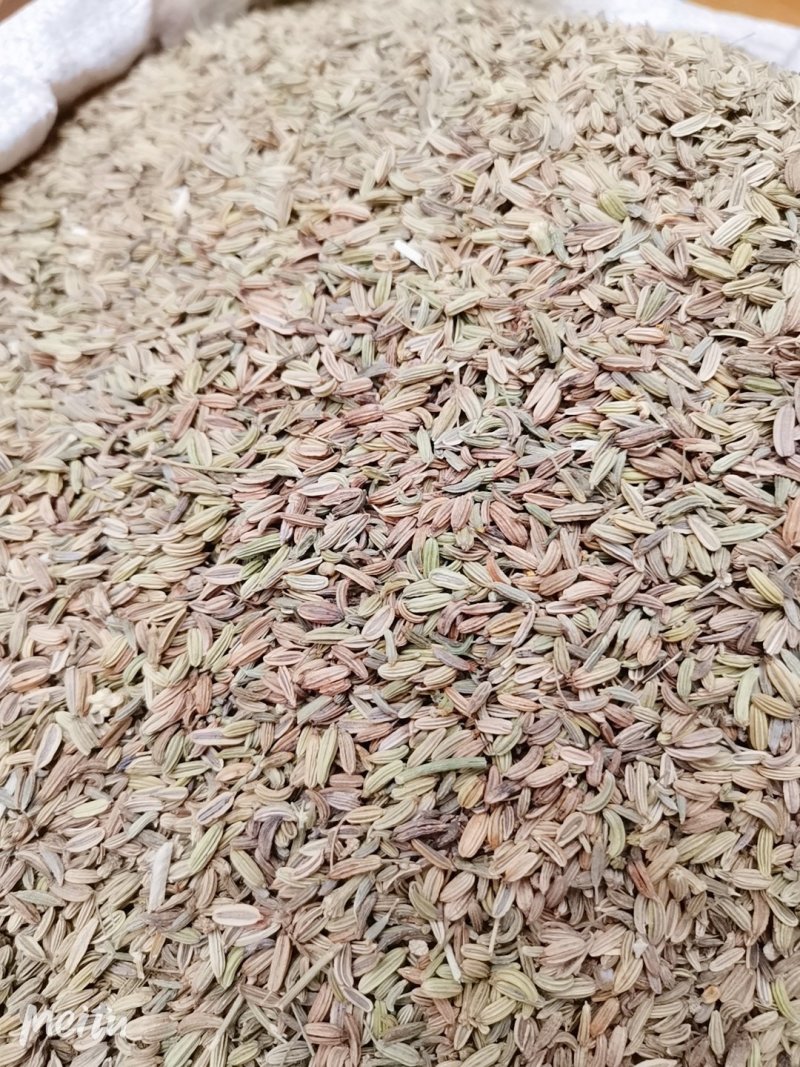 小茴香新货全干小茴香可供实体店批发零售量大从优