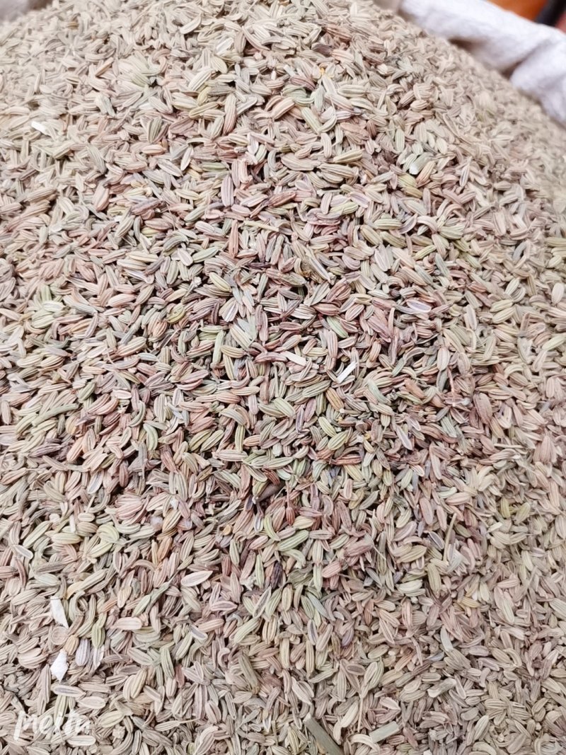 小茴香新货全干小茴香可供实体店批发零售量大从优