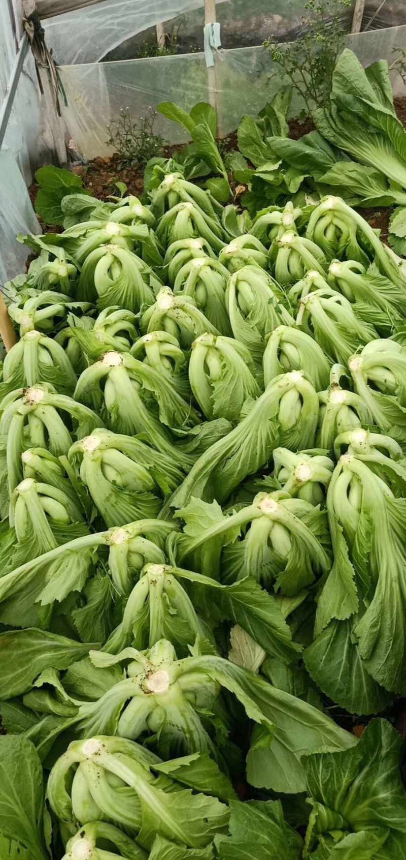 精品芥菜，一手货源视频看，品质保证以质论价云南发