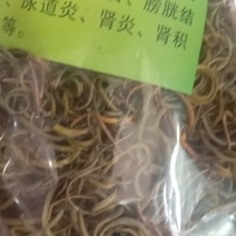 化石草，常年批发供应冷背中药材化石草