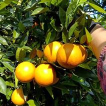 广西桂林夏橙橙子大量上市产地货欢迎来电咨询