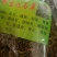 化石草，常年批发冷背中药材化石草