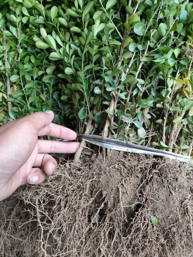 基地出售小叶黄杨，高度30-40-50公分工程绿篱用