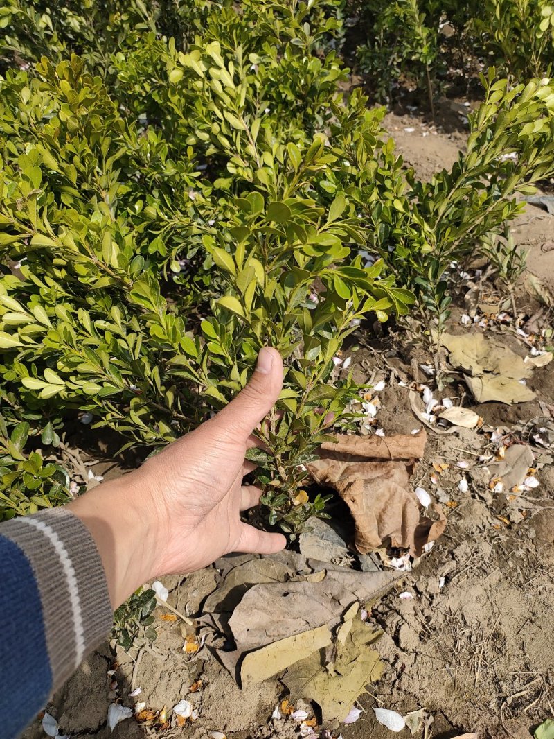 基地出售小叶黄杨，高度30-40-50公分工程绿篱用