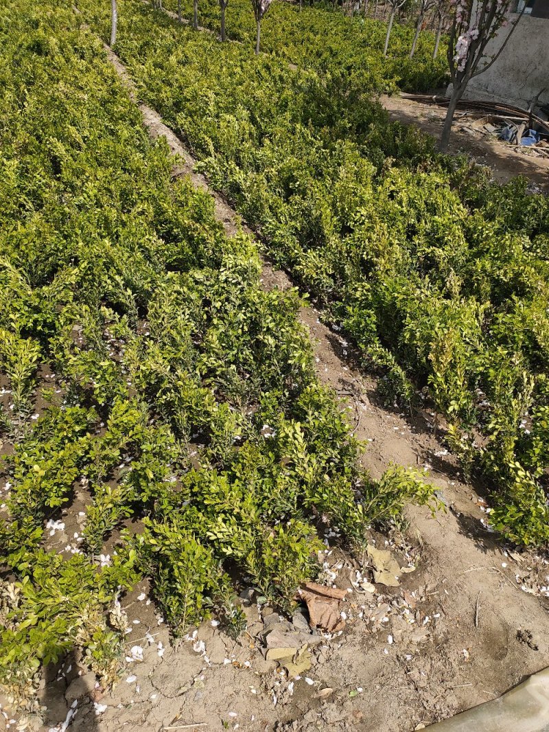 基地出售小叶黄杨，高度30-40-50公分工程绿篱用