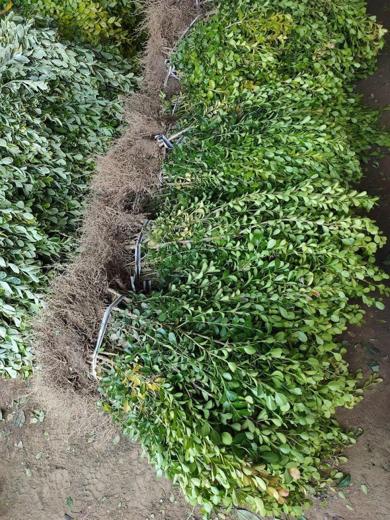 基地出售小叶黄杨，高度30-40-50公分工程绿篱用