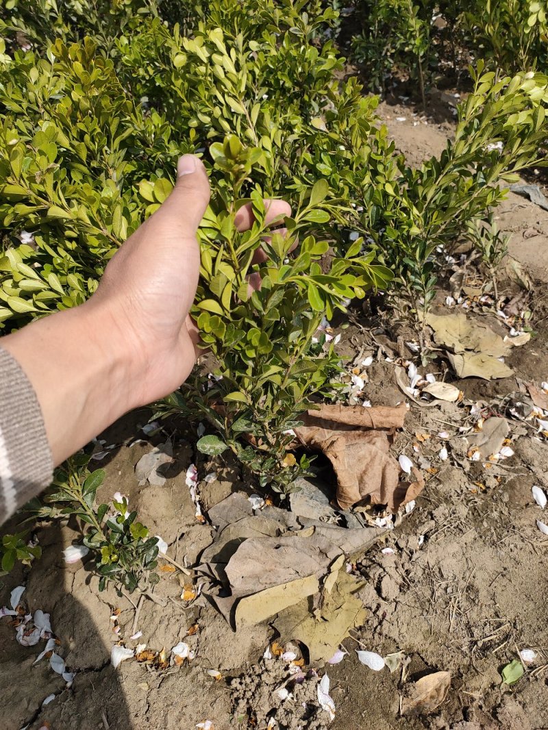 基地出售小叶黄杨，高度30-40-50公分工程绿篱用