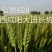 稳产高产小麦种子弘展628半冬性抗病抗倒抗冻抗倒春寒