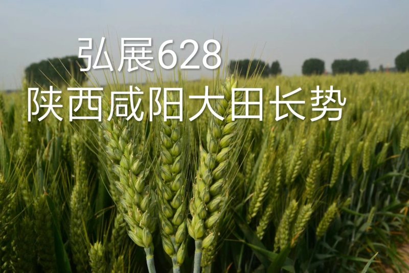 稳产高产小麦种子弘展628半冬性抗病抗倒抗冻抗倒春寒
