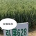 稳产高产小麦种子弘展628半冬性抗病抗倒抗冻抗倒春寒