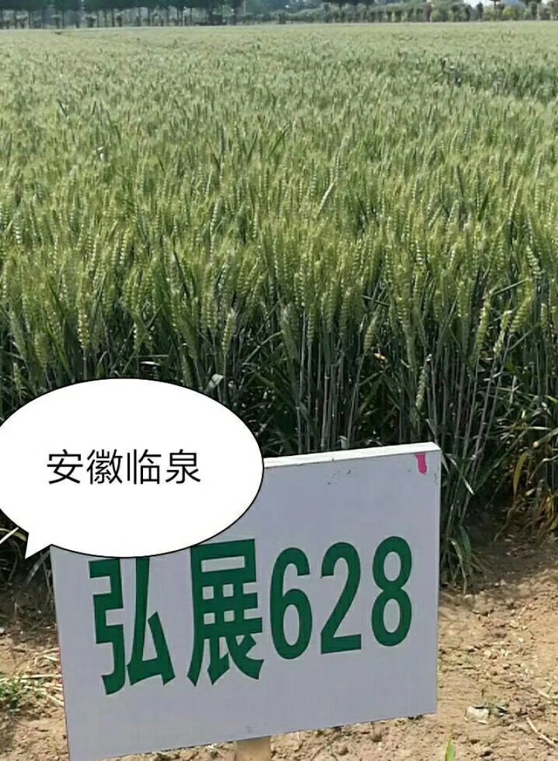 稳产高产小麦种子弘展628半冬性抗病抗倒抗冻抗倒春寒