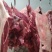 驴肉，纯驴肉，鲜驴肉，现宰驴肉，德州大黑驴