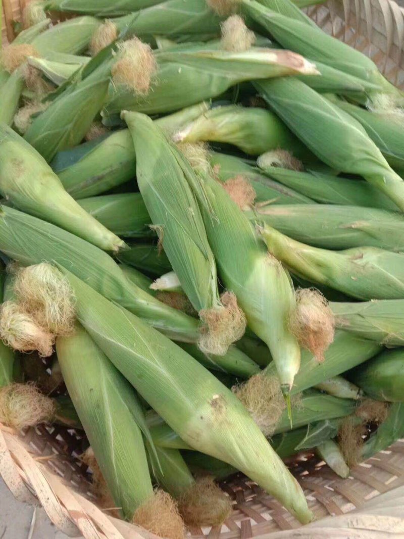 万糯玉米量大耐运输货好量大，可以产地看货可以煮着吃炒着吃