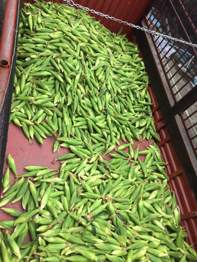 万糯玉米量大耐运输货好量大，可以产地看货可以煮着吃炒着吃