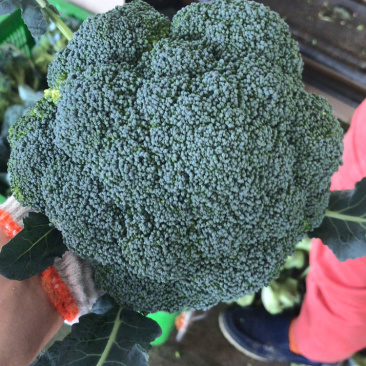 陕西三原精品西兰花基地直供，质量保证，量大质优！