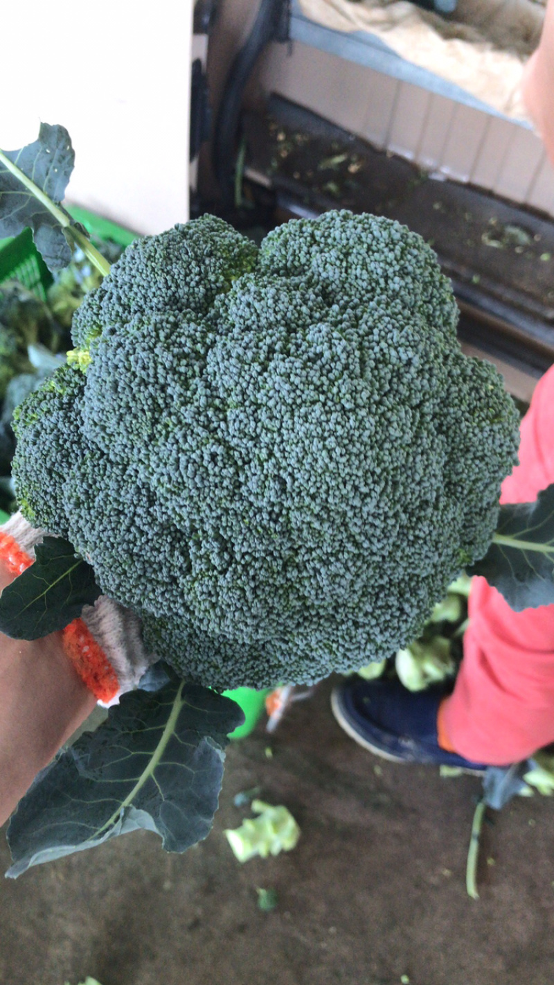陕西三原精品西兰花基地直供，质量保证，量大质优！