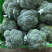 陕西三原精品西兰花基地直供，质量保证，量大质优！