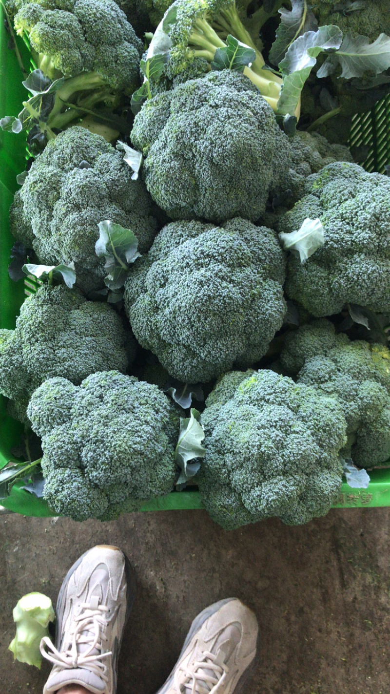 陕西三原精品西兰花基地直供，质量保证，量大质优！
