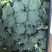 陕西三原精品西兰花基地直供，质量保证，量大质优！
