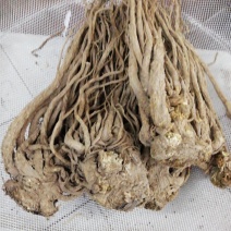 当归当季上新量大从优随时有货欢迎电话咨询
