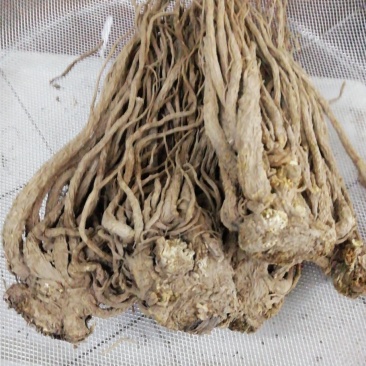 当归当季上新量大从优随时有货欢迎电话咨询