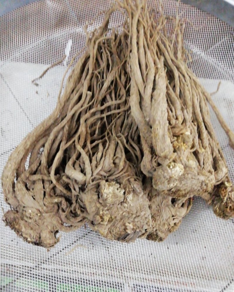 当归当季上新量大从优随时有货欢迎电话咨询