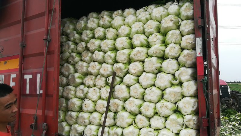 黄心大白菜矮颗大白菜3-4-5斤左右