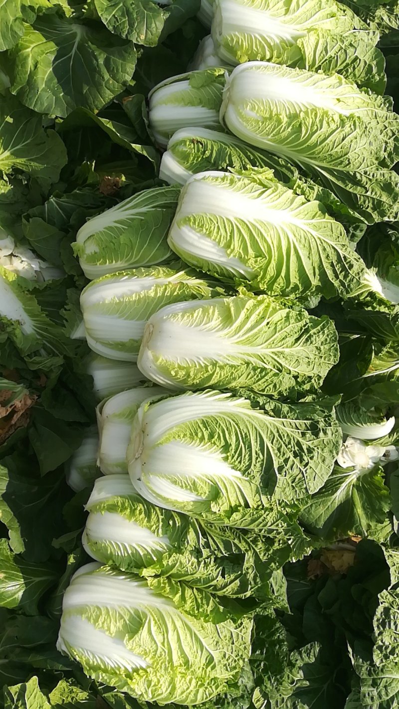 黄心大白菜矮颗大白菜3-4-5斤左右