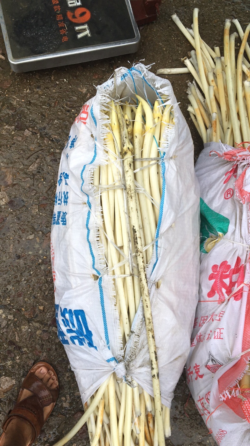 仙桃藕带。一手货源。非诚勿扰。