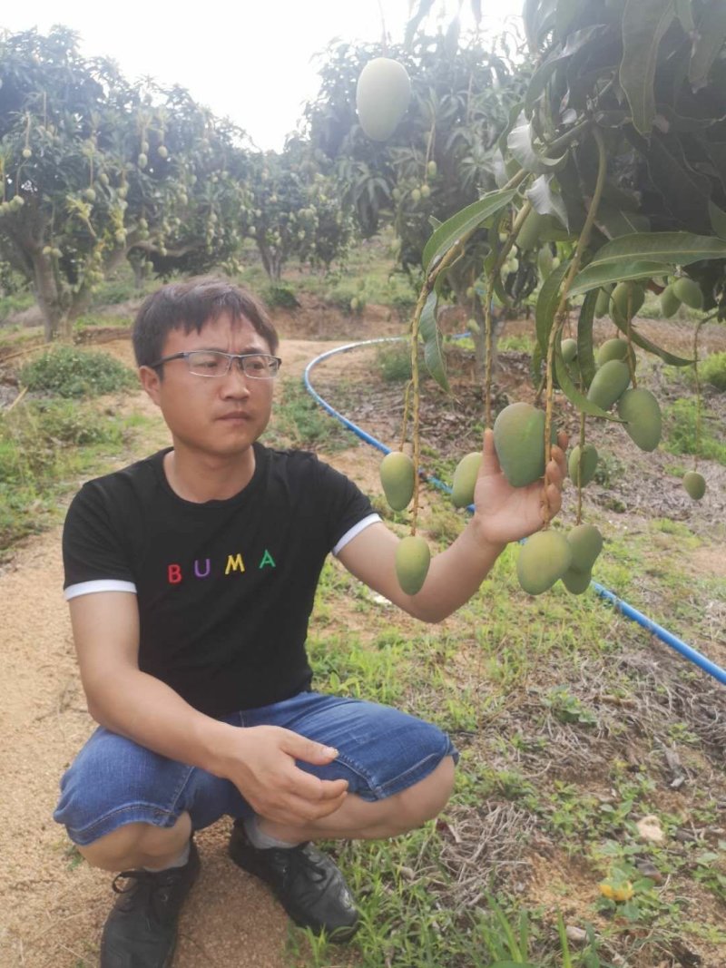 广西百色小台芒果