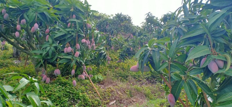 广西百色小台芒果