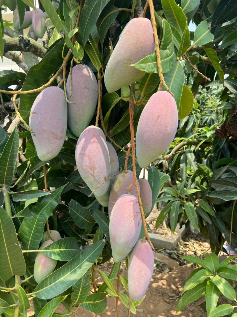 广西百色小台芒果