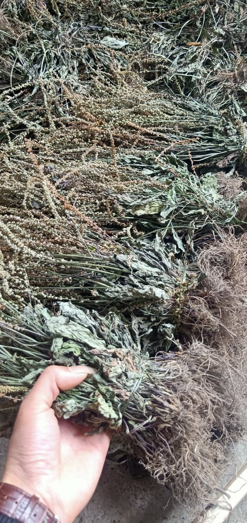 车钱草现货野生！！！不走大货。，，，，，，
