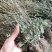 车钱草现货野生！！！不走大货。，，，，，，
