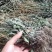 车钱草现货野生！！！不走大货。，，，，，，