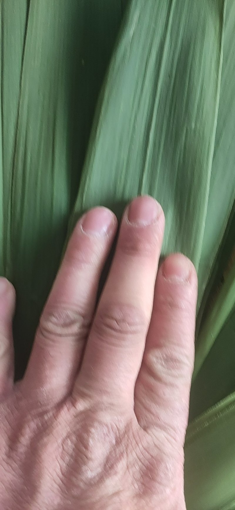 精选粽叶