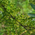 山苍子油木姜子油山胡椒油